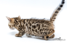 Leopardette